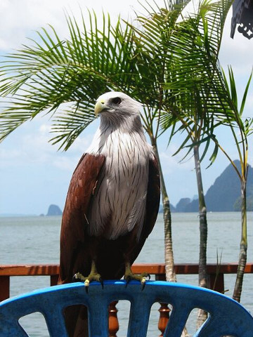 Brahminy Kite